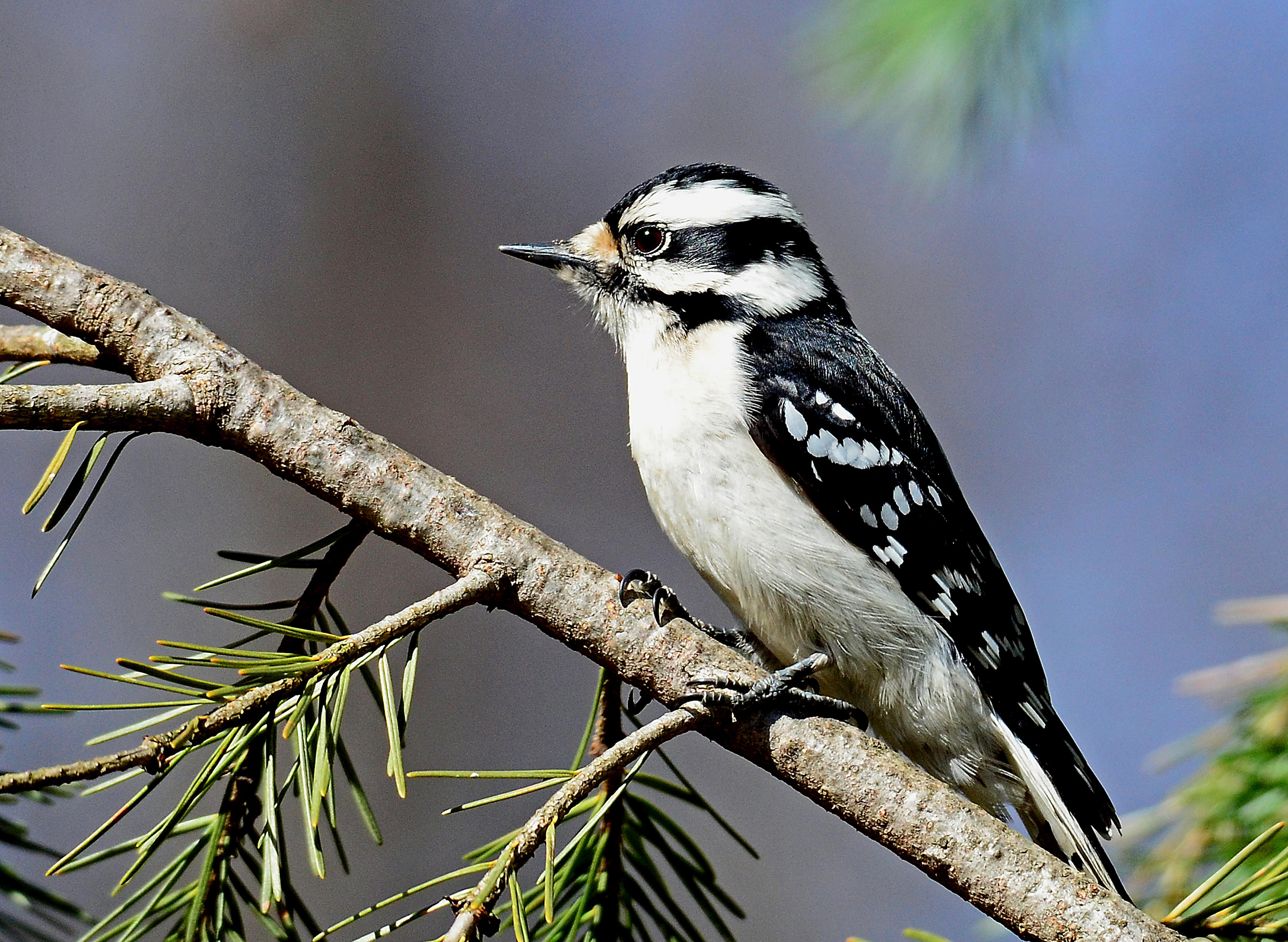 female-downy-woodpecker